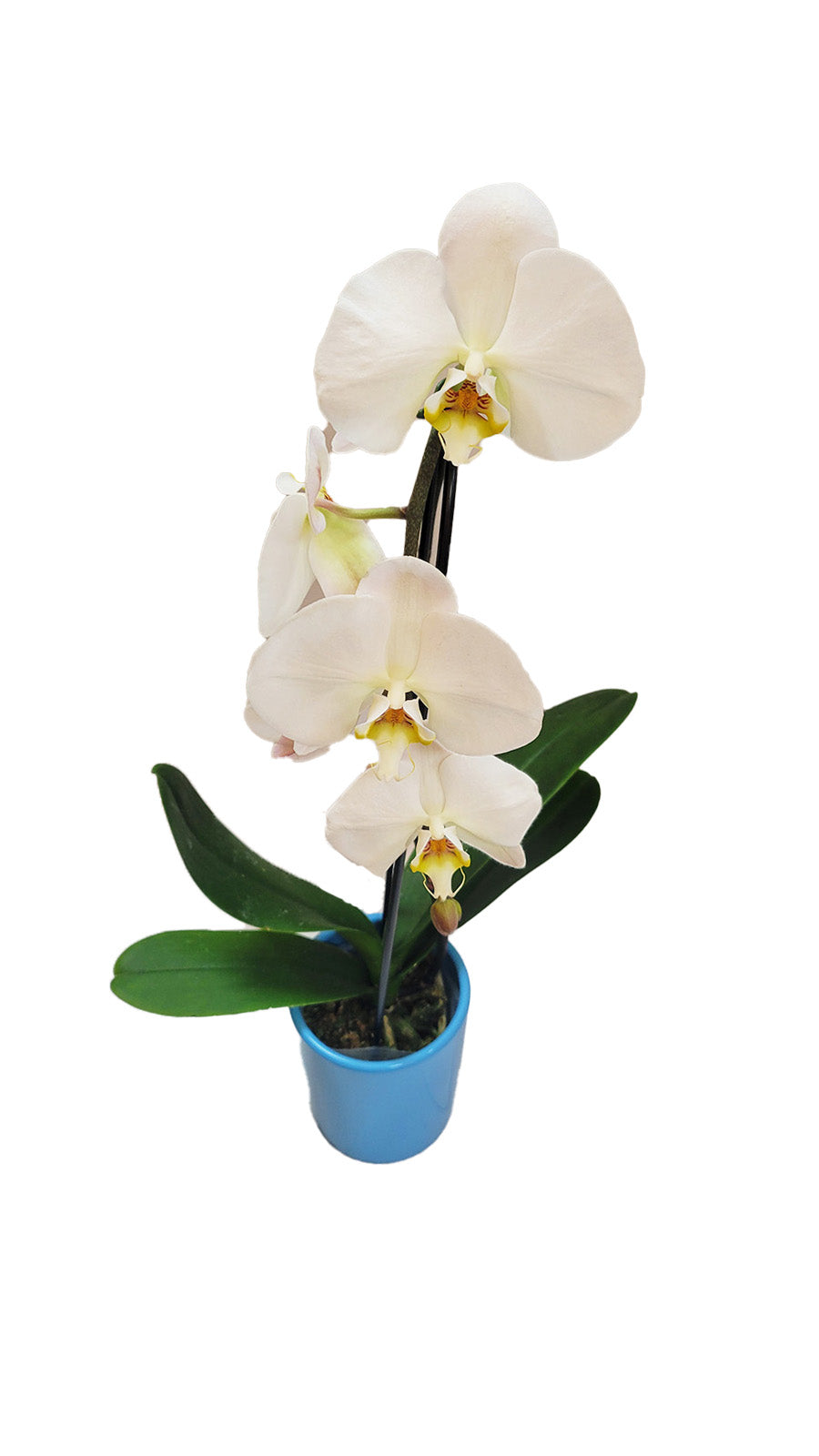 White Orchid