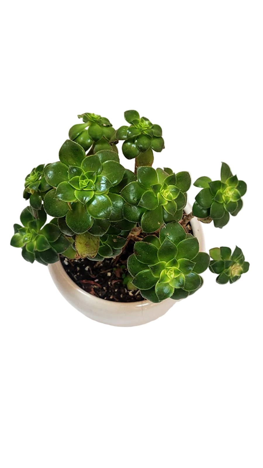 Aeoniums - Tree Houseleeks