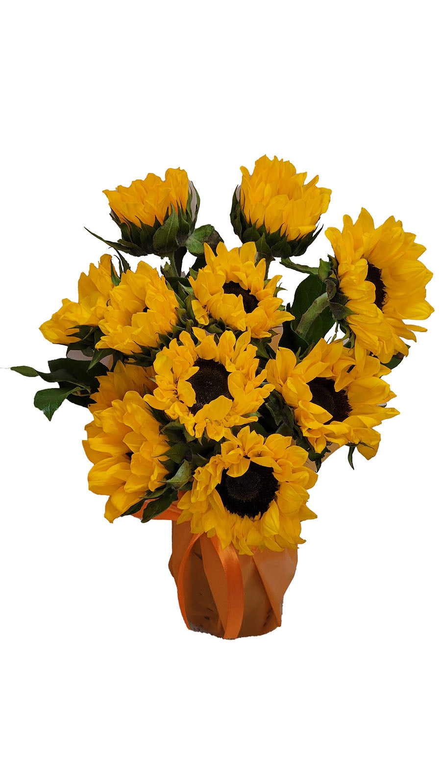 11 Stem Sunflowers with lemon leafs in a vase