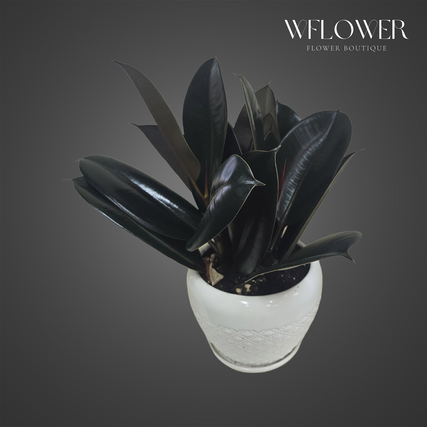 Burgundy rubber plant with dark glossy foliage in a white ceramic pot.