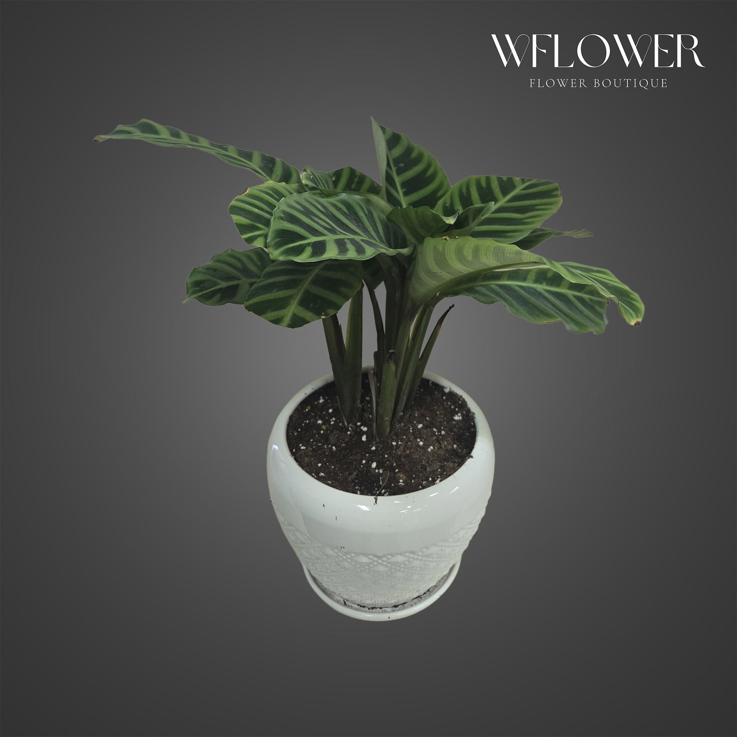 Zebra calathea with striped green foliage in a white ceramic pot.