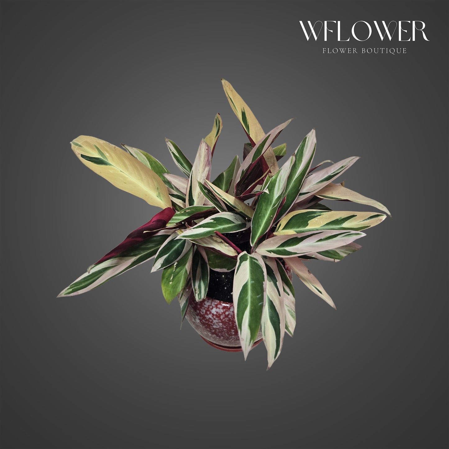 Stromanthe Triostar with cream, green, and blush variegated foliage in a decorative planter.