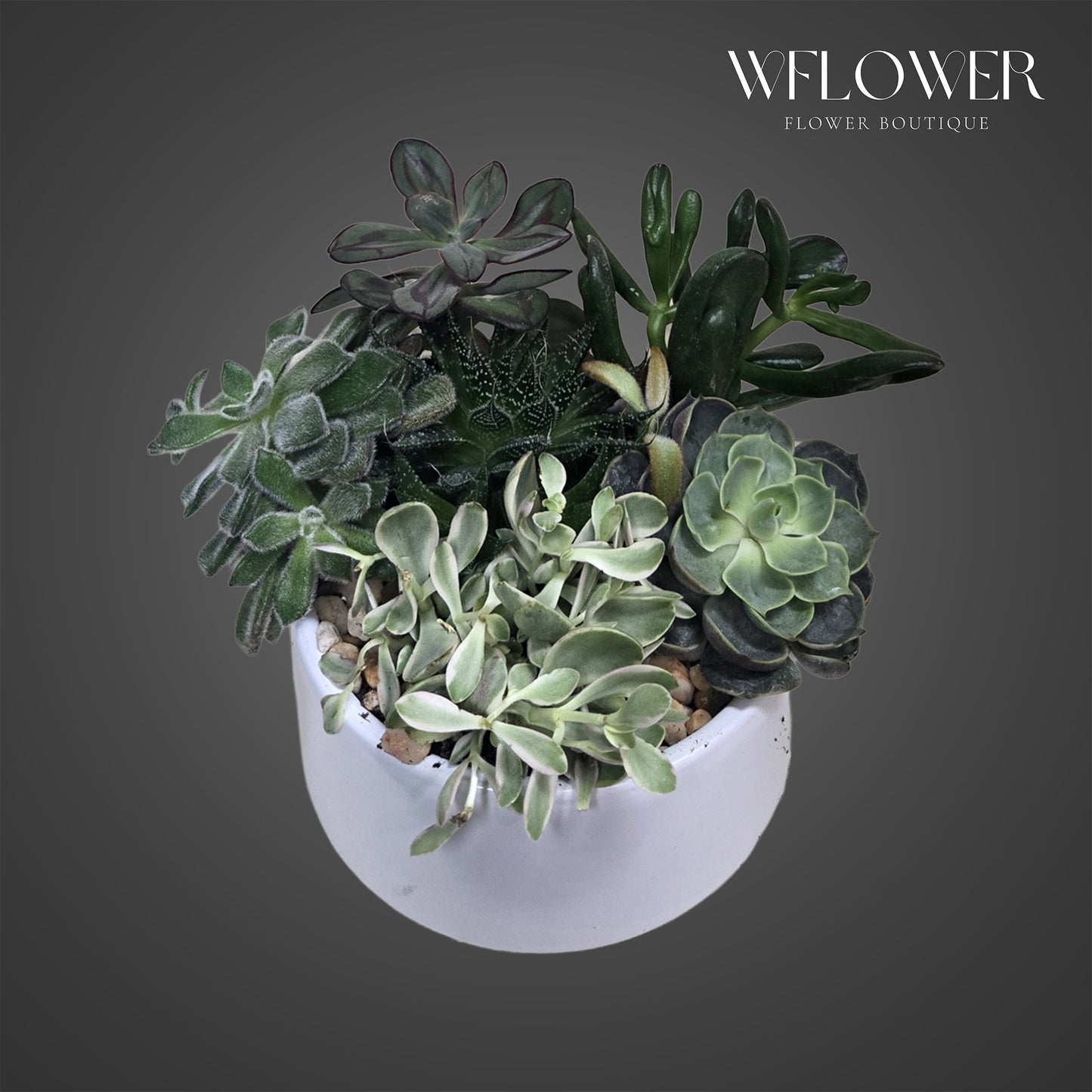 Mixed succulent garden featuring assorted textures and rosettes in a white ceramic bowl.