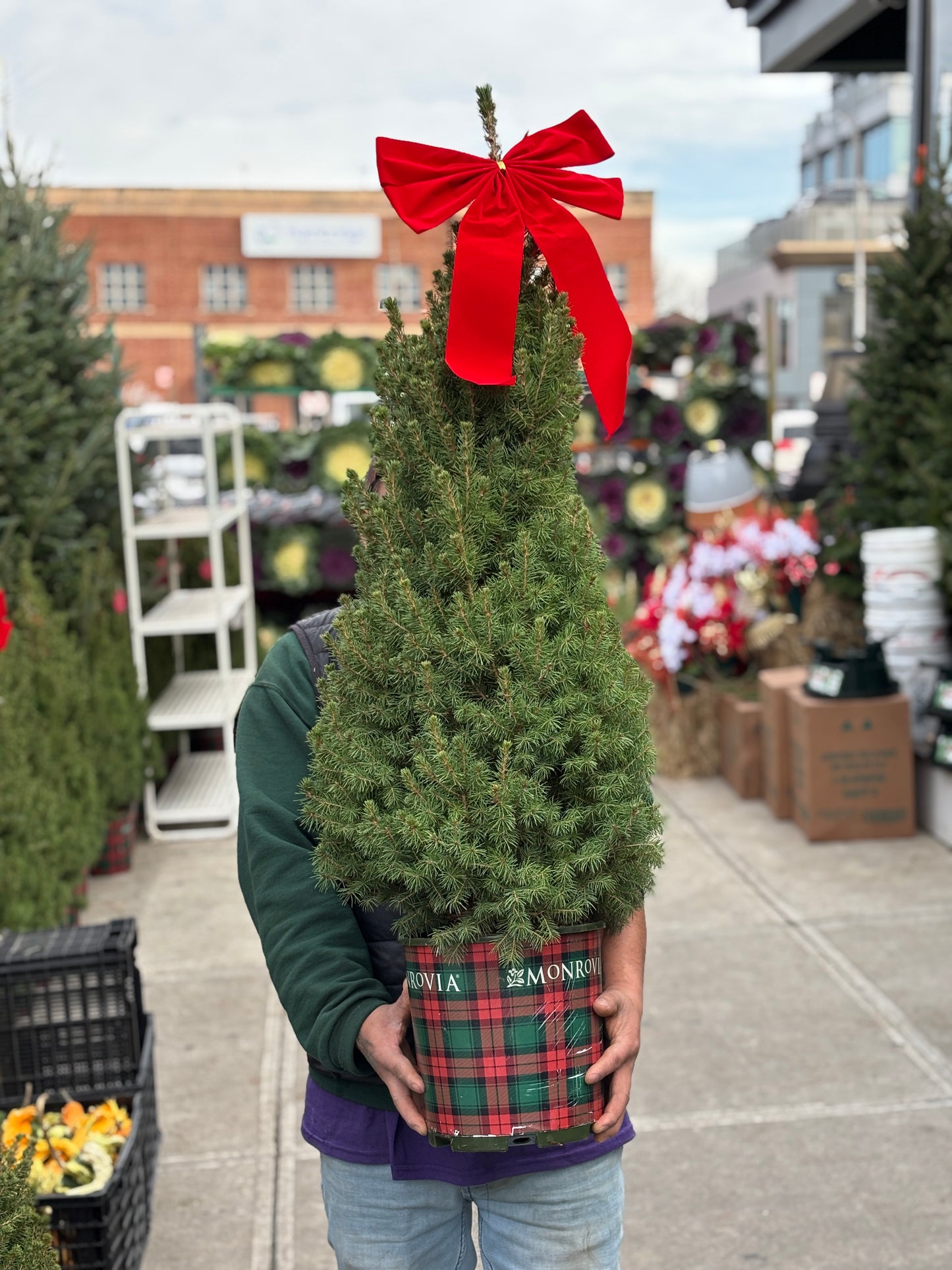 Dwarf Alberta Spruce