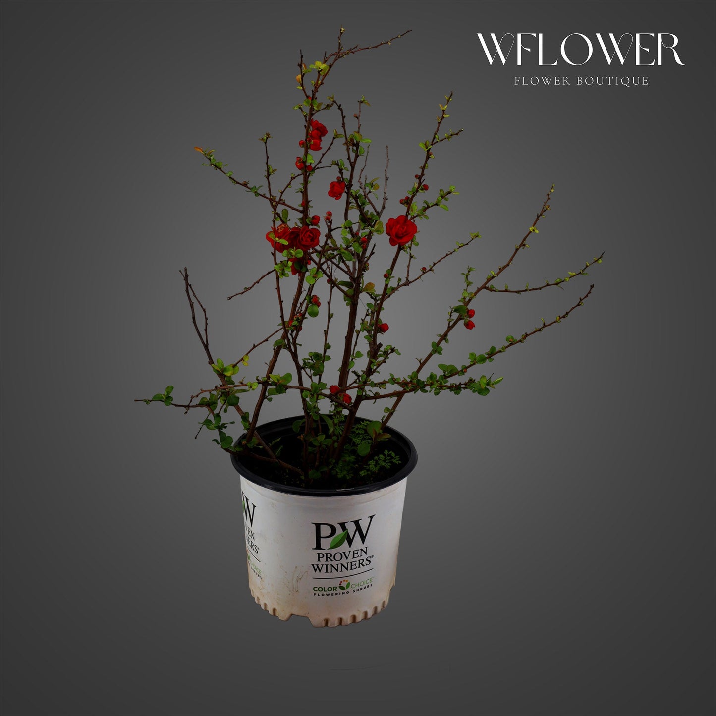 Red flowering quince plant in pot