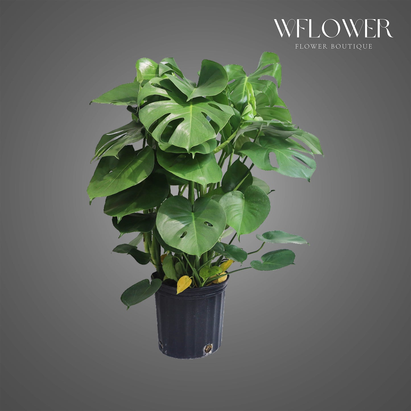 Monstera Deliciosa, 3 ft tall potted indoor plant