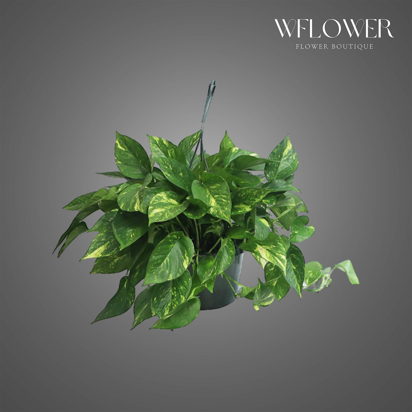 Golden Pothos Plant, 10 in tall potted indoor plant