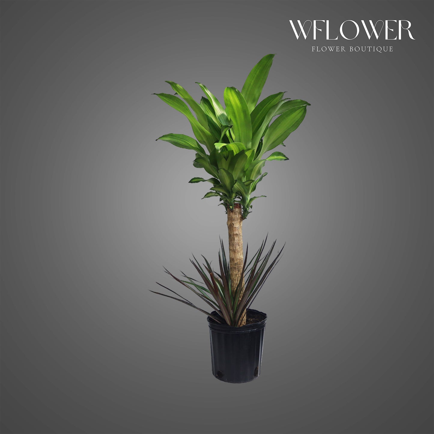 Mixed Dracaena Cane Plant, 4 ft tall potted indoor plant