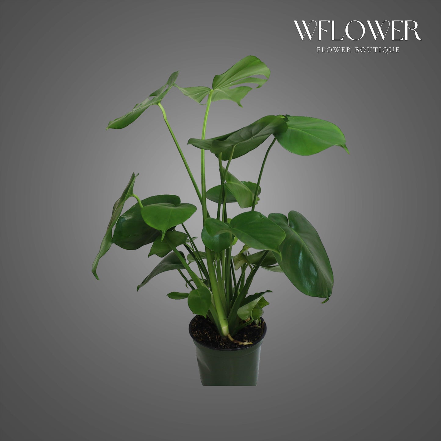 Monstera Deliciosa, 2 ft tall potted indoor plant