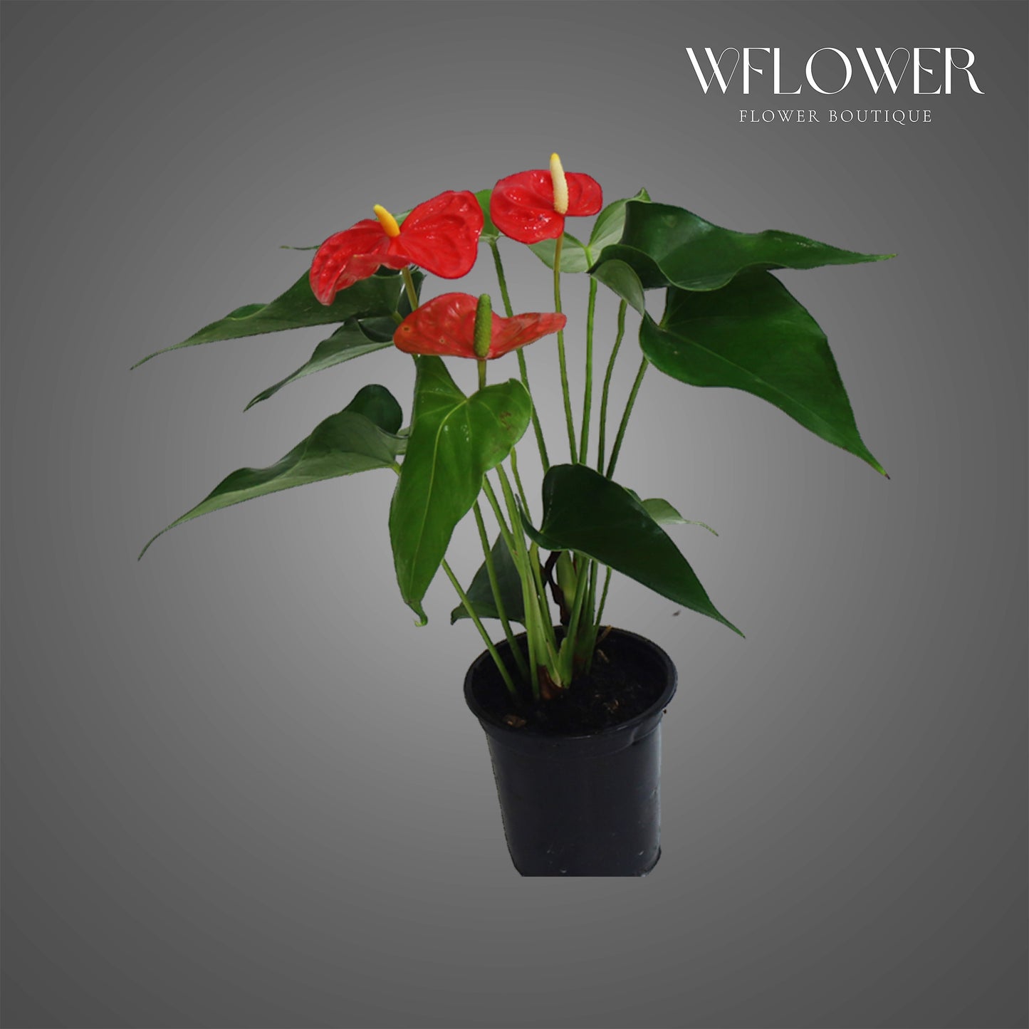 Red Anthurium, 1 ft tall potted indoor plant