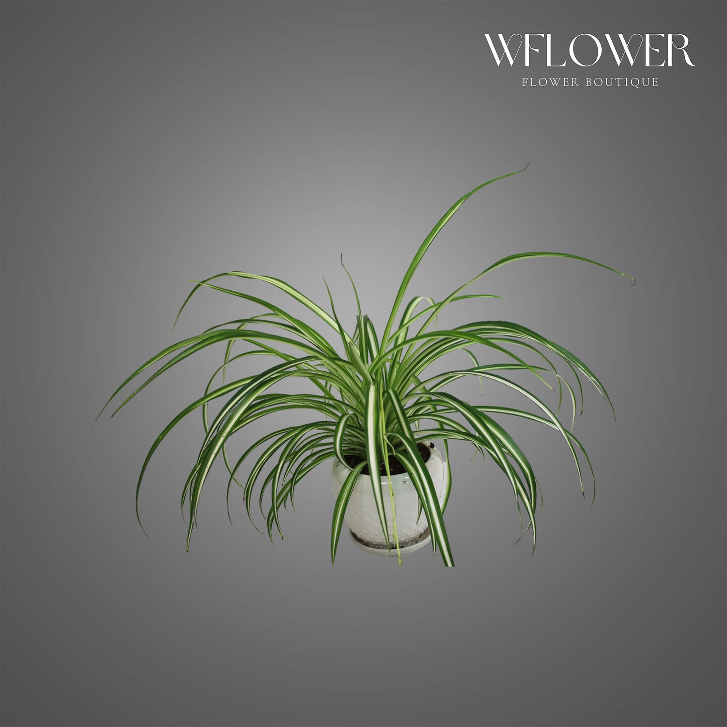 Spider Plant, 1 ft tall potted indoor plant