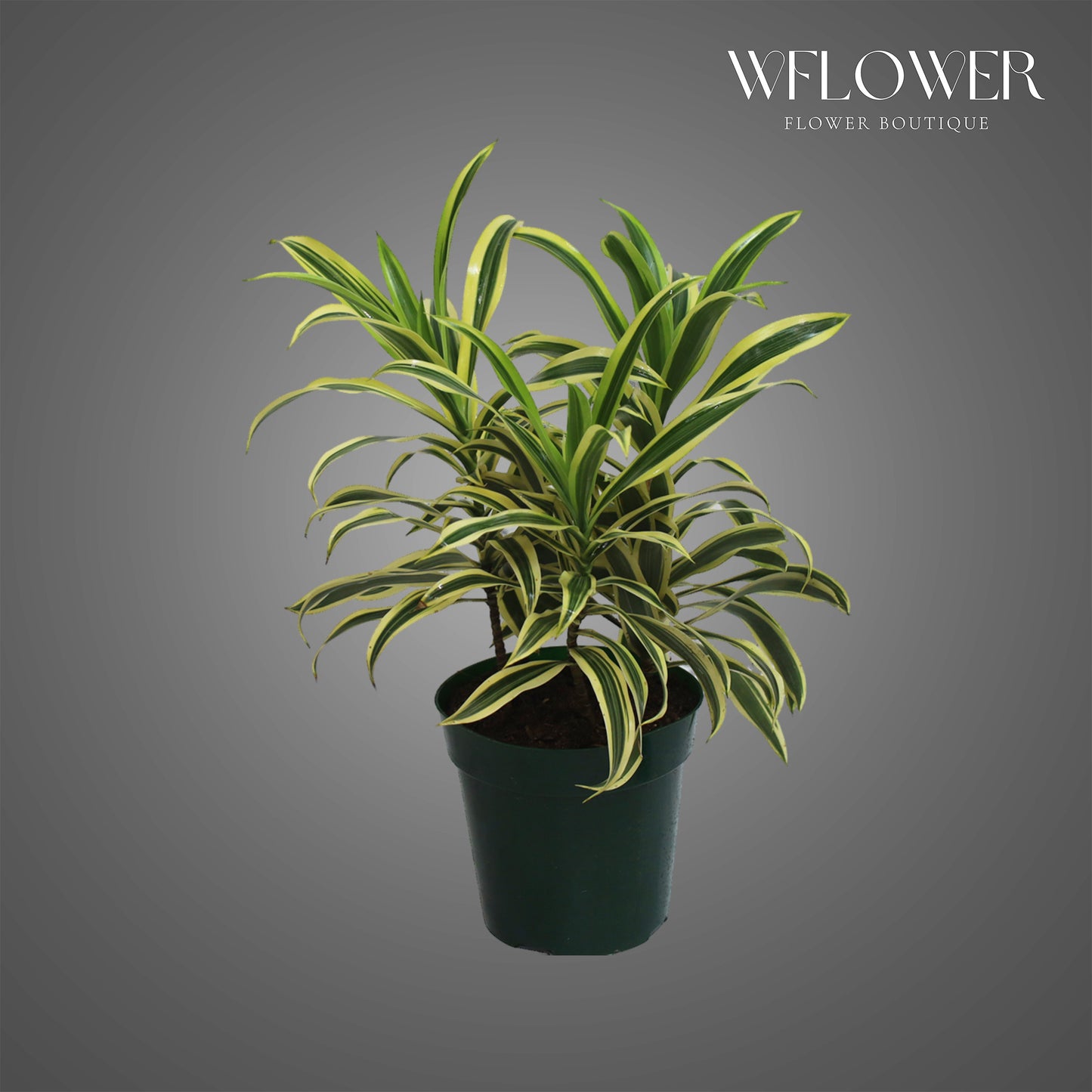 Song of India Dracaena, approx. 1 ft tall potted indoor plant