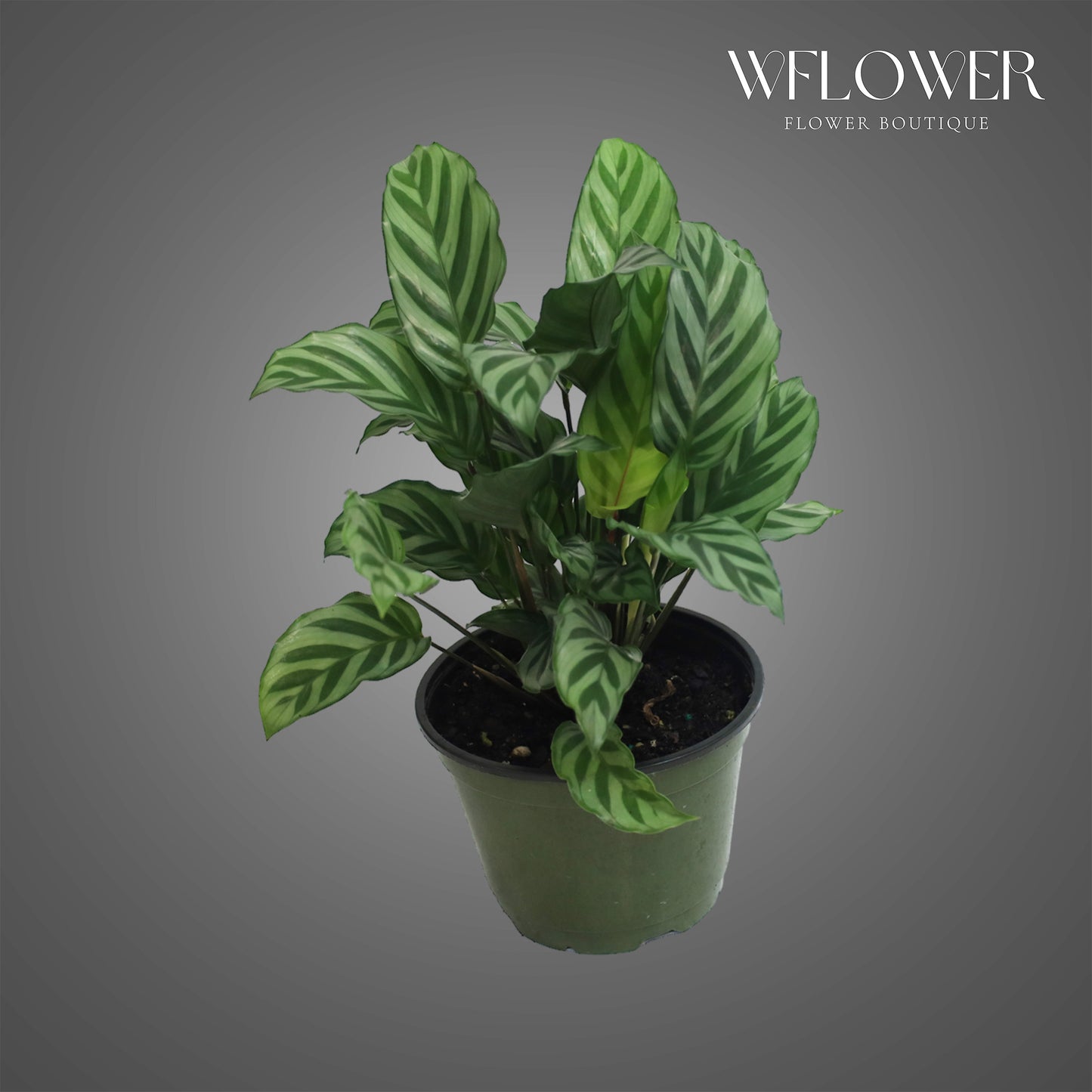 Calathea Prayer Plant, approx. 1 ft tall potted indoor plant