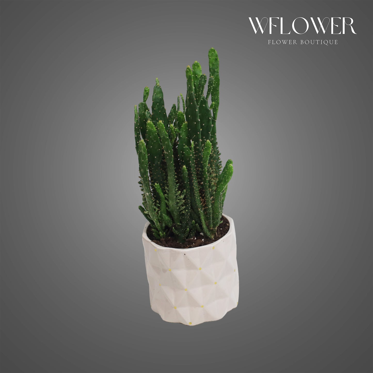 Fairy Castle Cactus, approx. 1 ft tall potted indoor plant