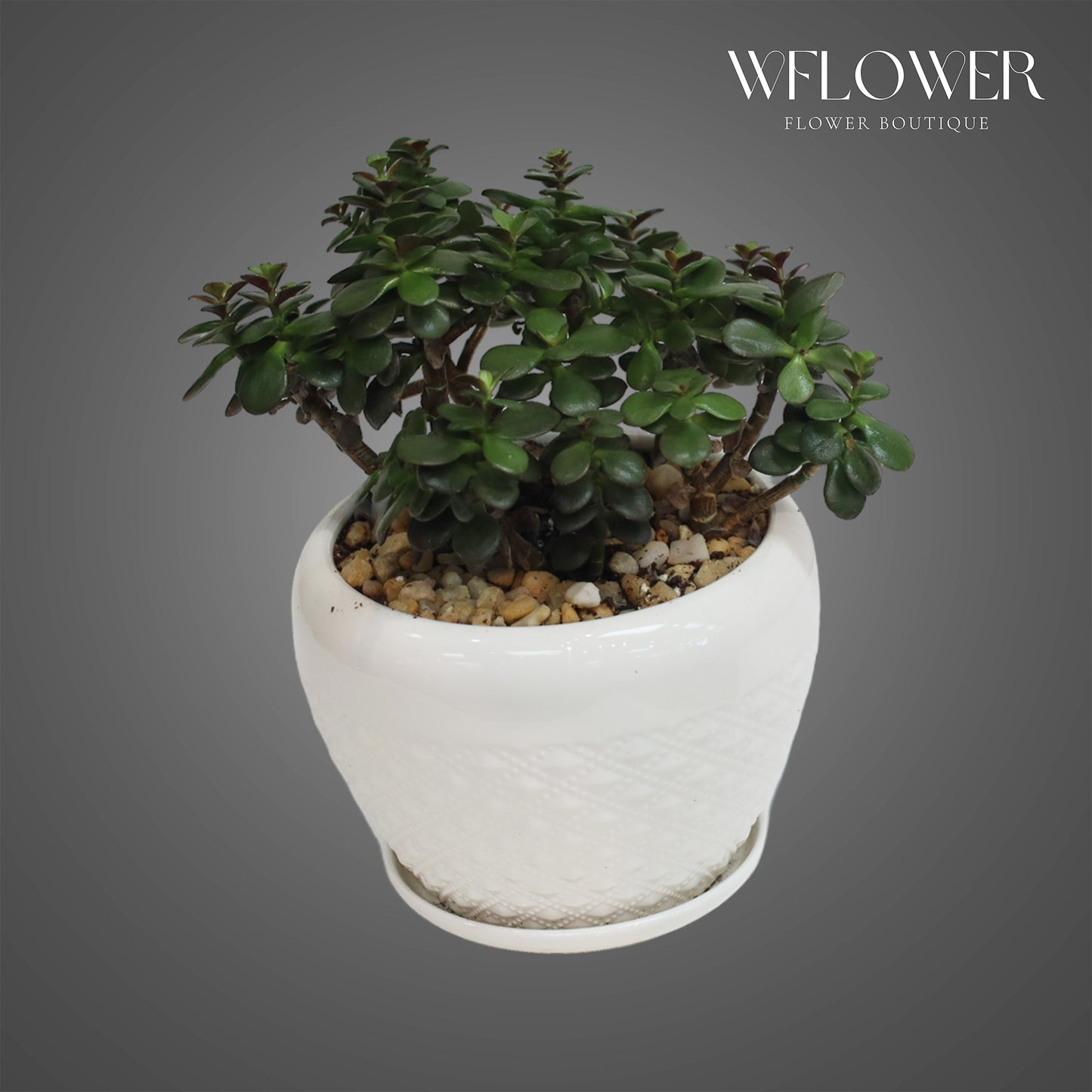 Jade Plant, approx. 1 ft tall potted indoor plant
