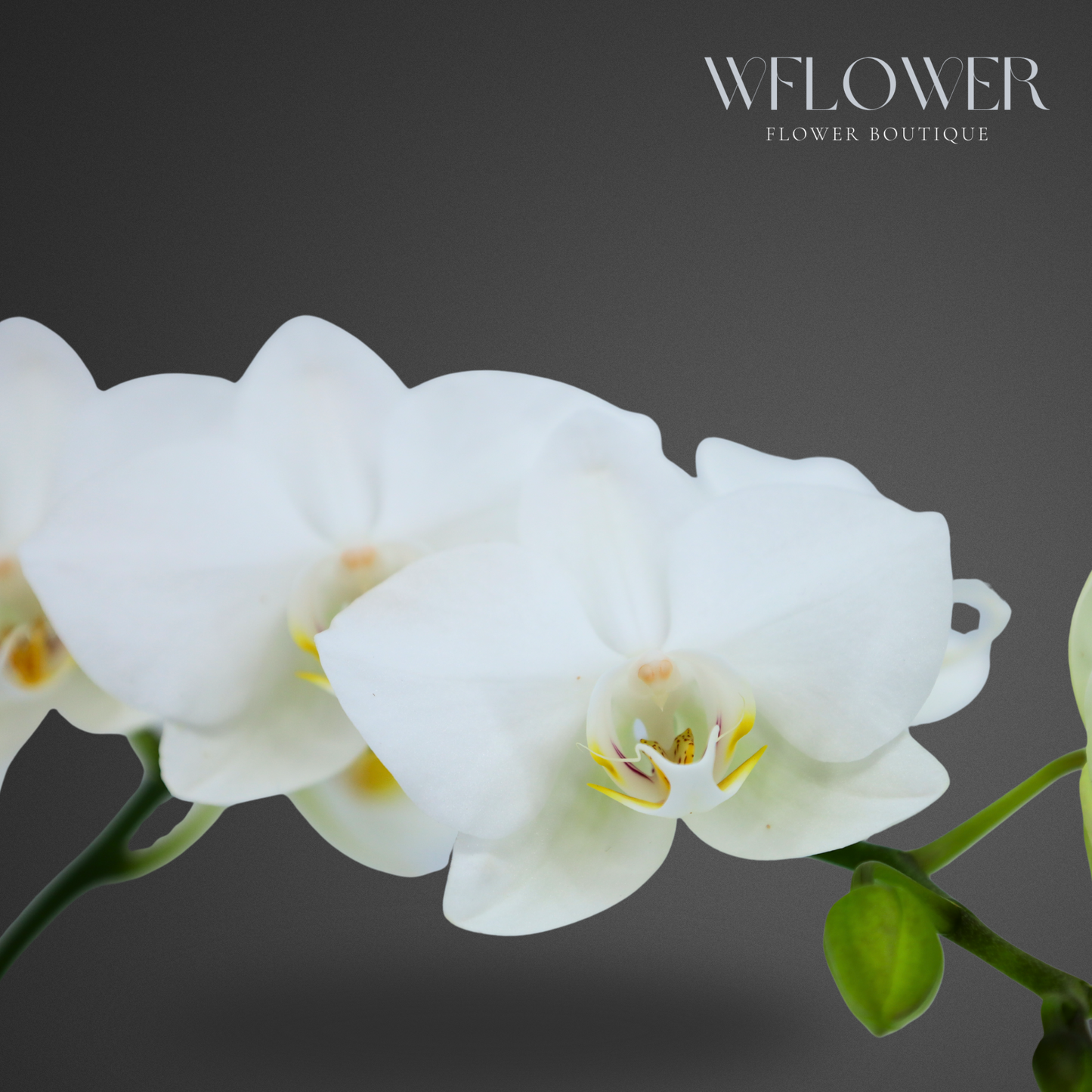 Mini Orchid, Single Stem 12–18 in, 3.5 in Ceramic Pot (White)