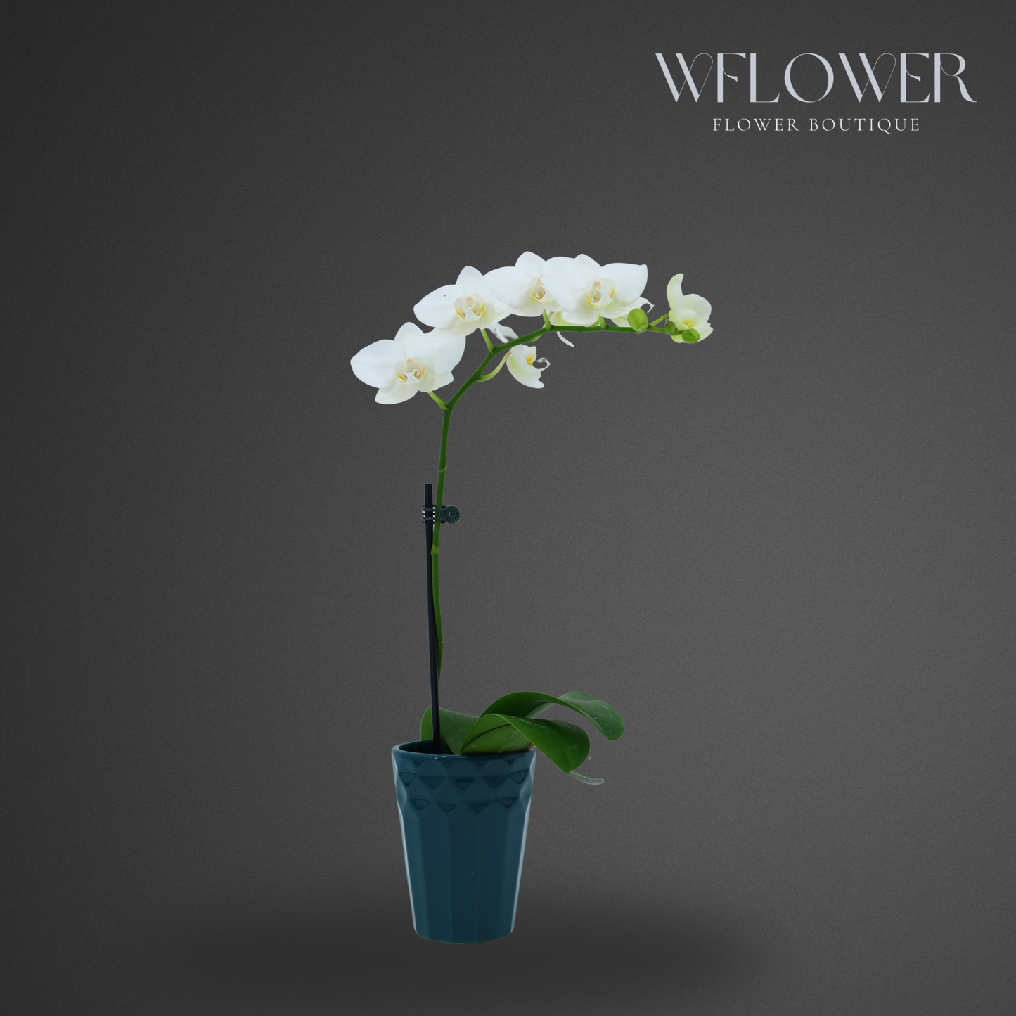 Mini Orchid, Single Stem 12–18 in, 3.5 in Ceramic Pot (White)