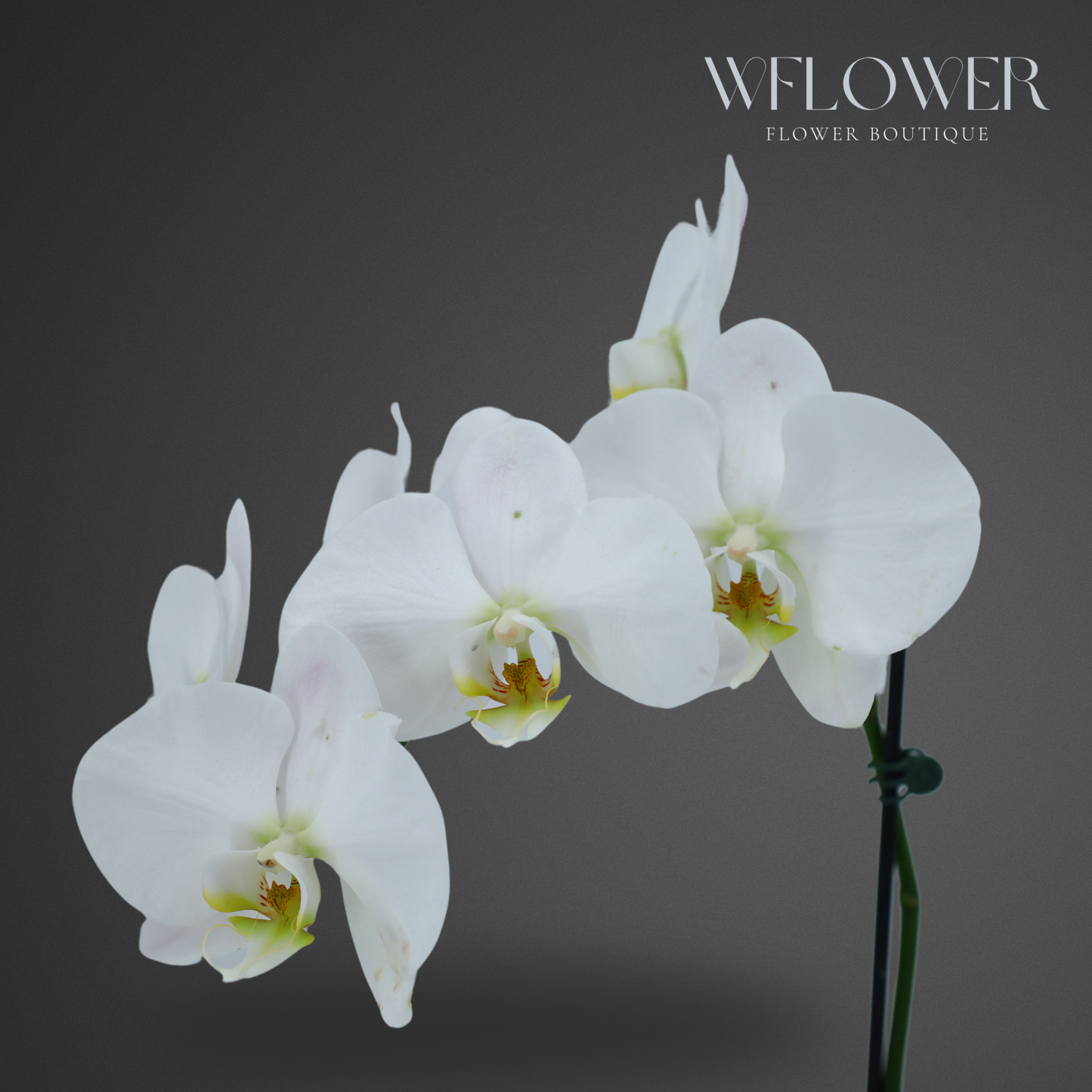 Standard Orchid, 24–36 in, 5 in Ceramic Pot (White)