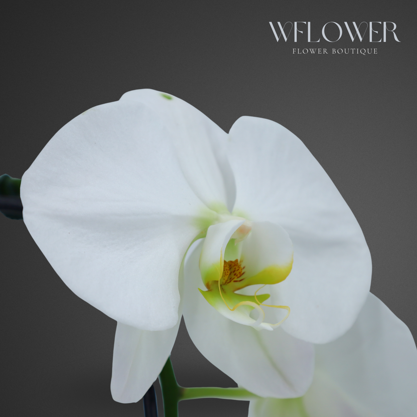 Waterfall Orchid, 24–36 in, 5 in Ceramic Pot (White)