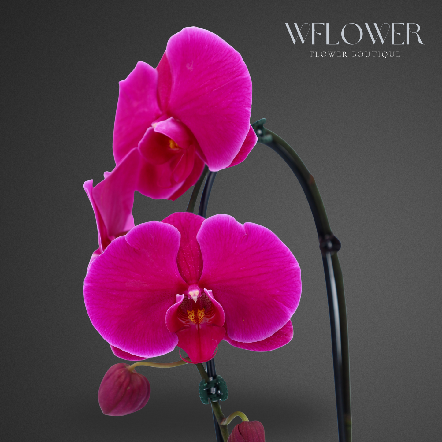 Waterfall Orchid, 24–36 in, 5 in Ceramic Pot (Fuchsia)