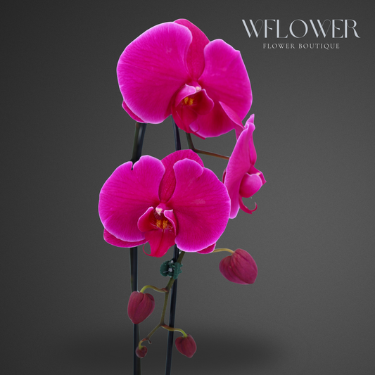 Waterfall Orchid, 24–36 in, 5 in Ceramic Pot (Fuchsia)