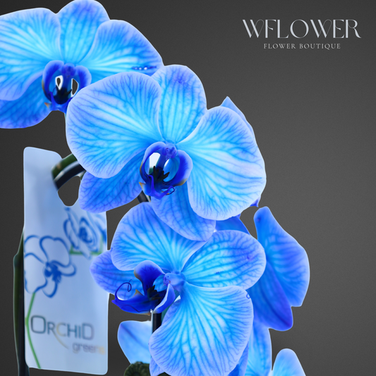 Waterfall Orchid, 24–36 in, 5 in Ceramic Pot (Blue)