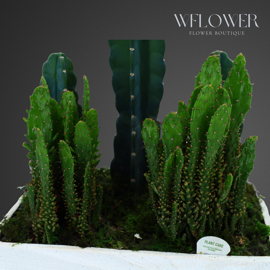 Cactus Garden with Moss, 10 in Sculpted White Ceramic Planter