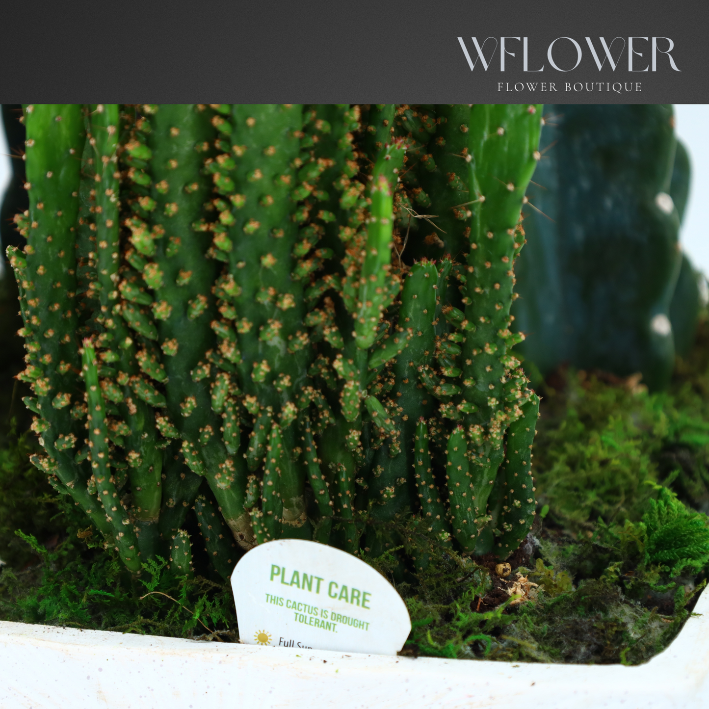 Cactus Garden with Moss, 10 in Sculpted White Ceramic Planter