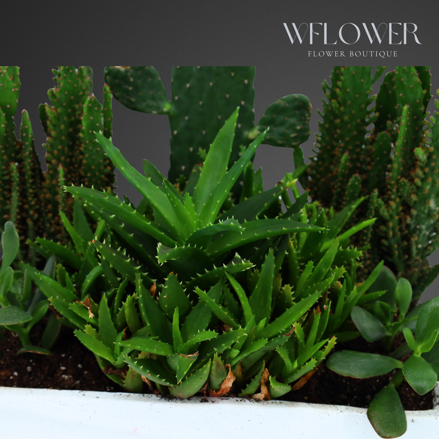 Succulent & Cactus Harmony, 10 in Sculpted White Ceramic Planter