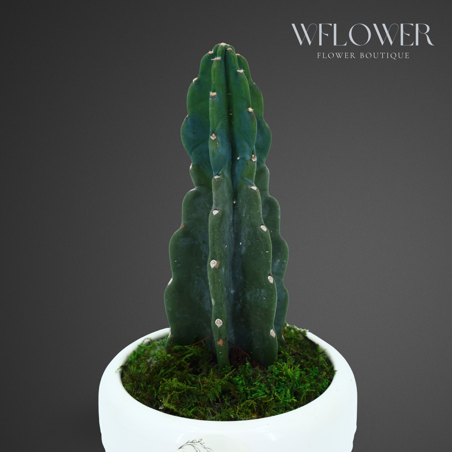 Medium Columnar Cactus with Moss, 7 in White Textured Ceramic Planter