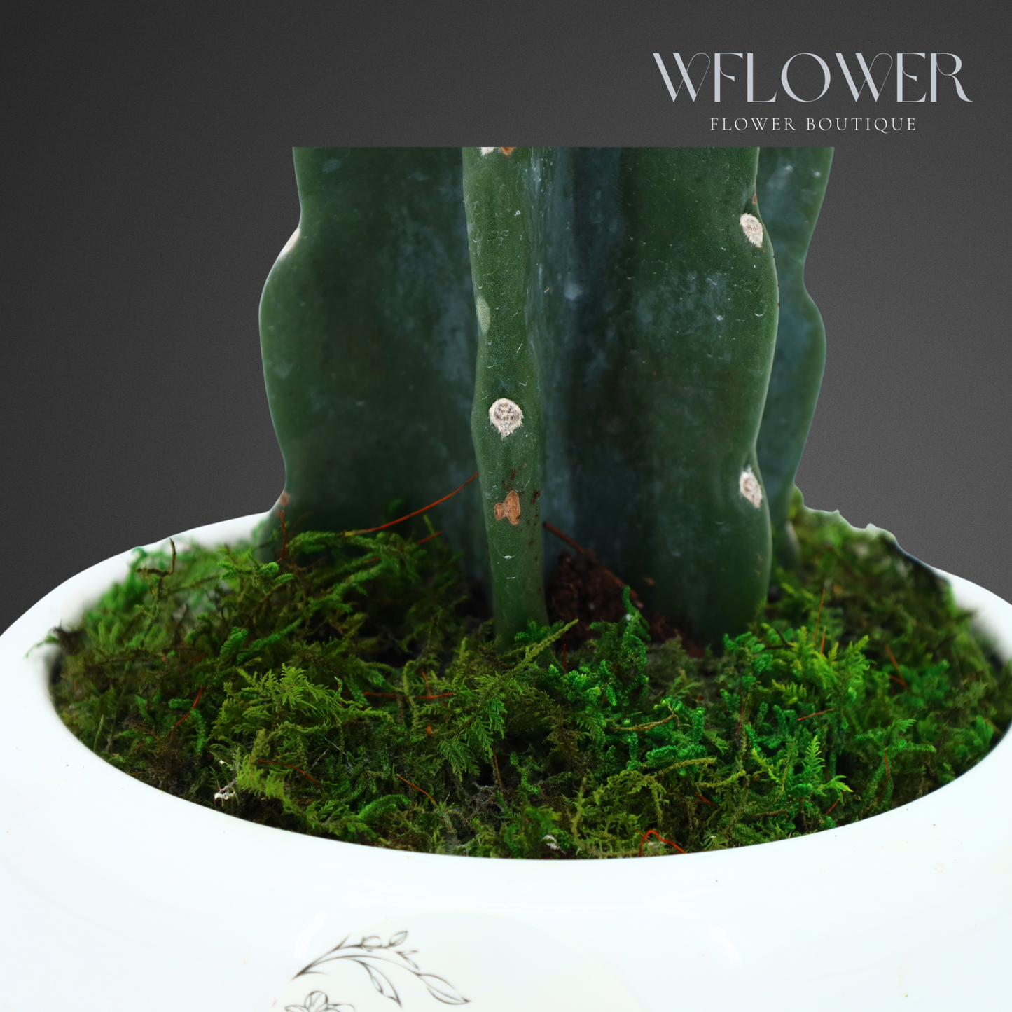 Medium Columnar Cactus with Moss, 7 in White Textured Ceramic Planter