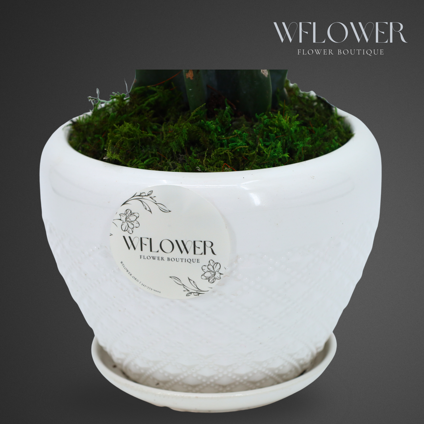 Medium Columnar Cactus with Moss, 7 in White Textured Ceramic Planter