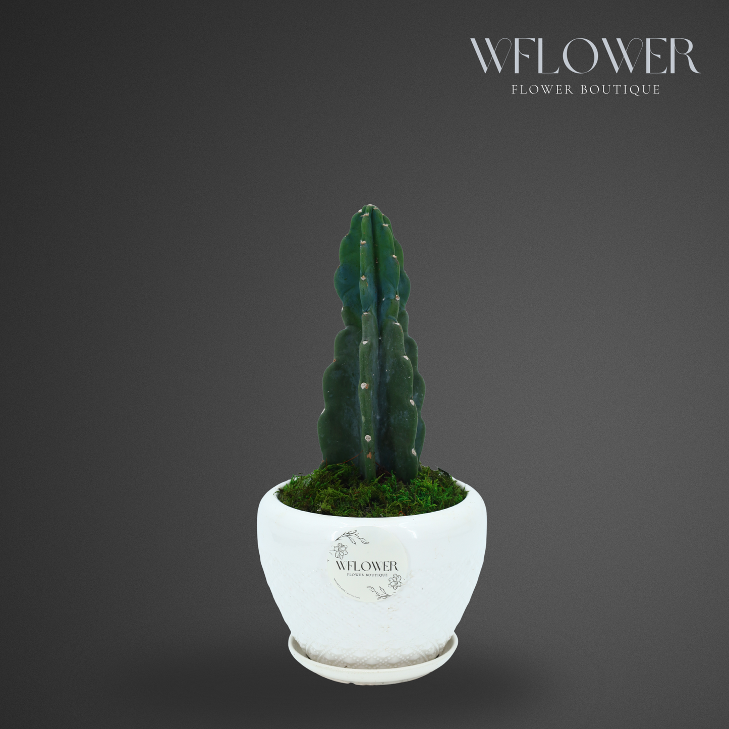 Medium Columnar Cactus with Moss, 7 in White Textured Ceramic Planter