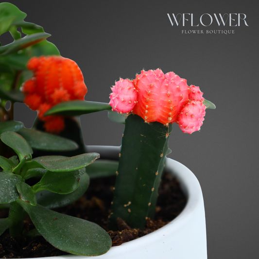 Moon Cactus & Succulent Duo, 6 in White Ceramic Planter