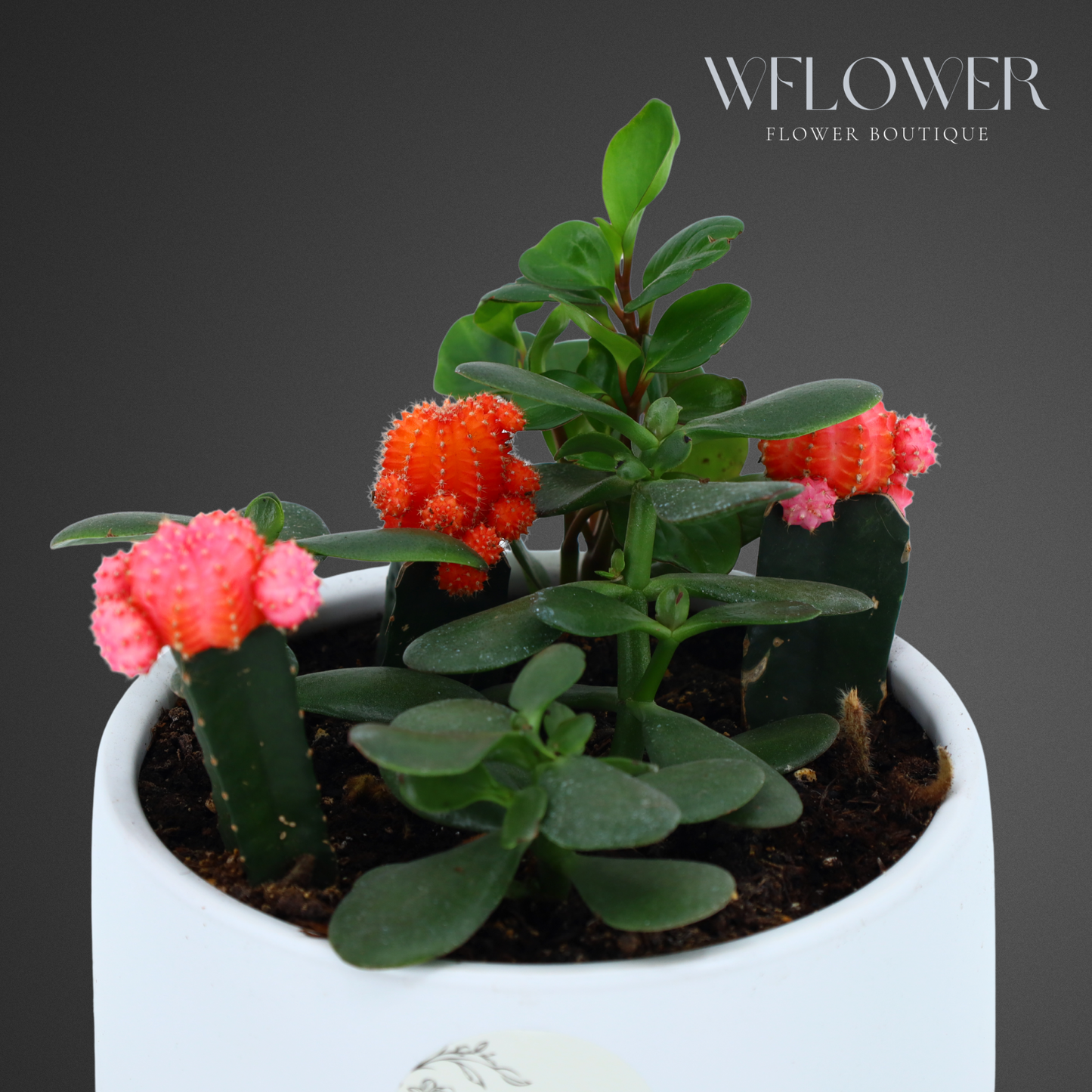 Moon Cactus & Succulent Duo, 6 in White Ceramic Planter