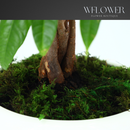 Money Tree with Moss, 8.5 in Ceramic Pot