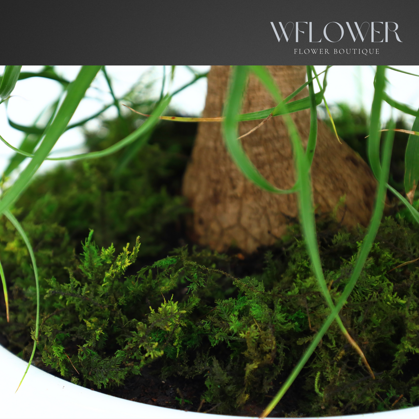 Ponytail Palm with Moss, 8.5 in Ceramic Pot