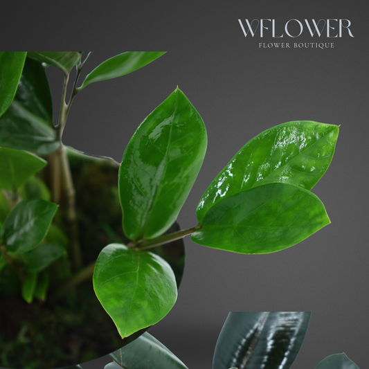 ZZ Plant in White Textured Ceramic Planter