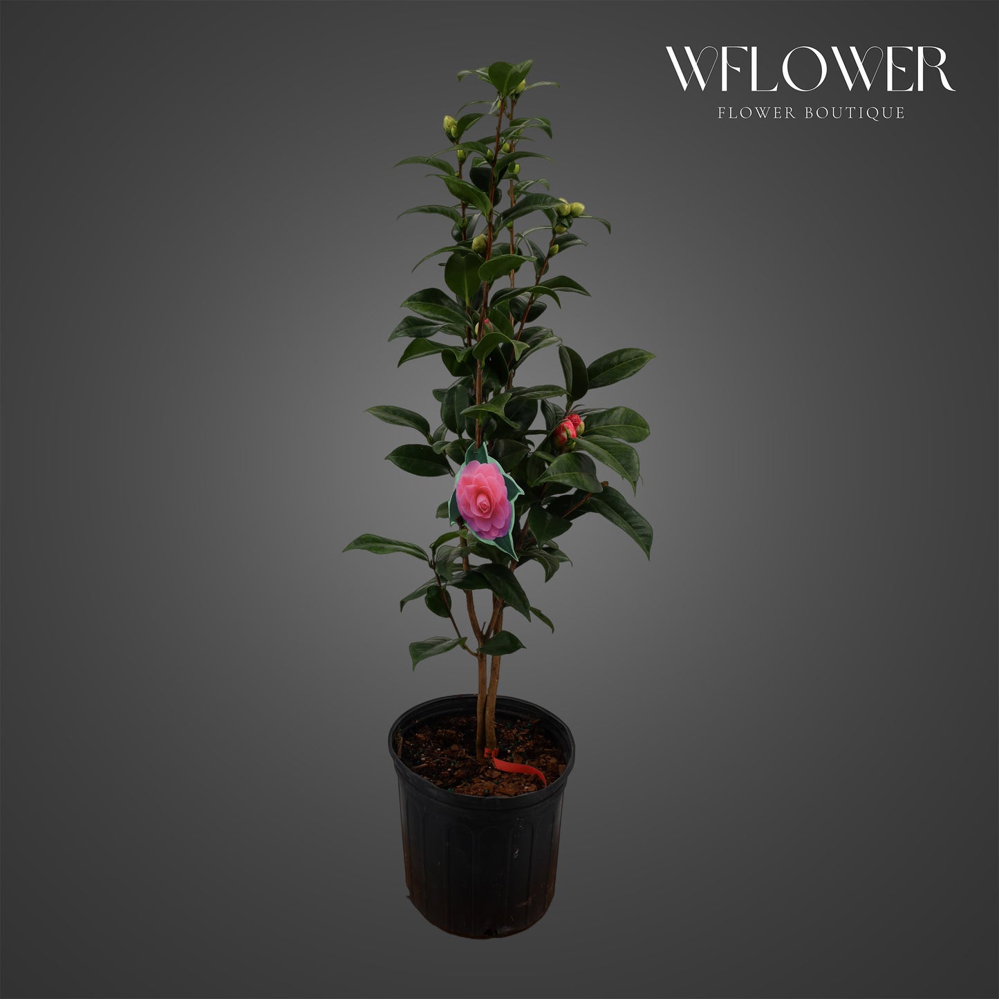 Pink Camellia Plant (Potted)