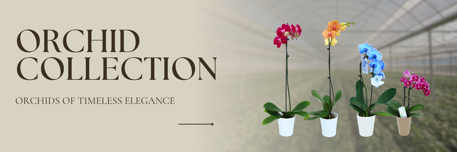 Orchid Collection