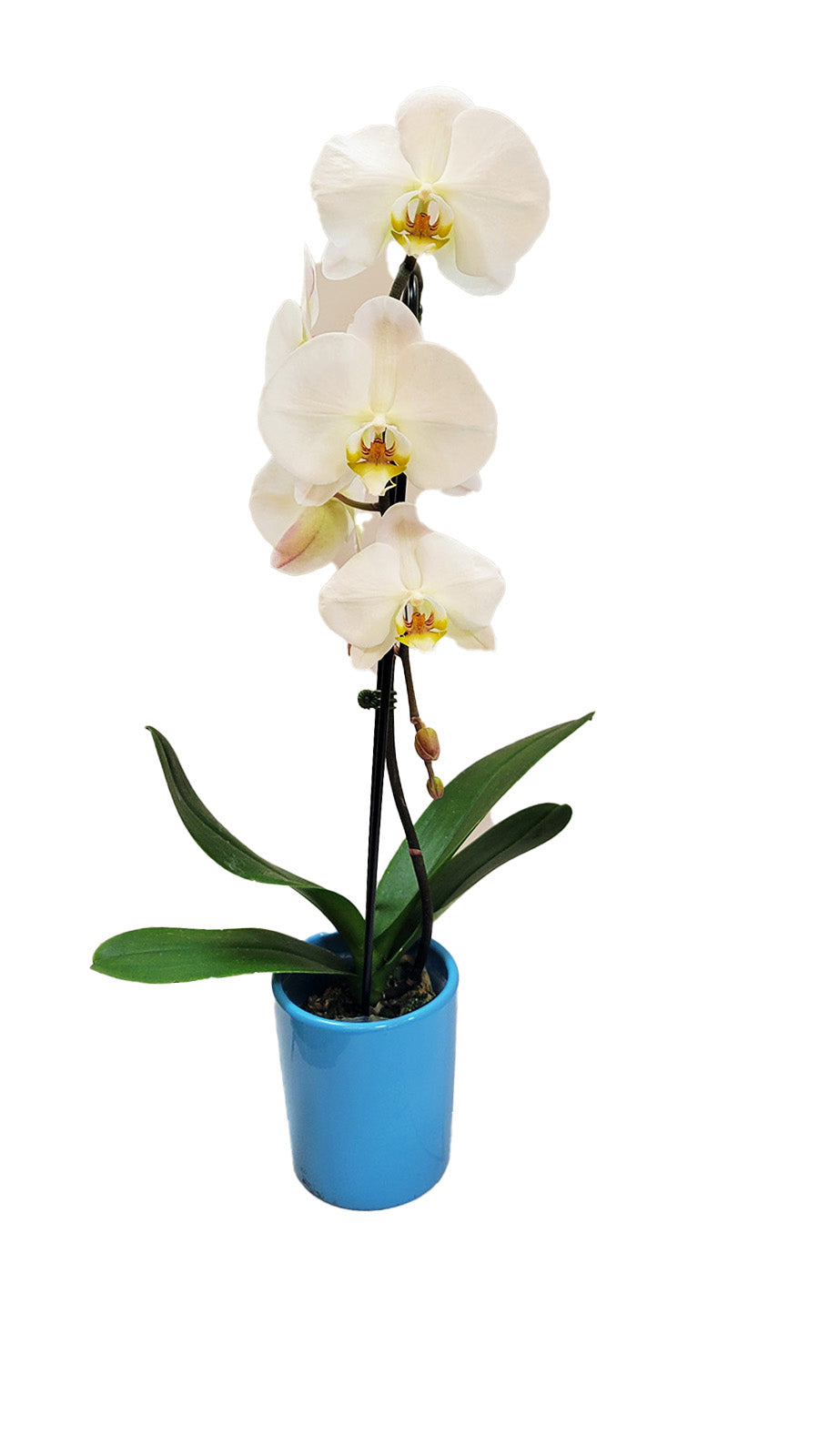 White Orchid
