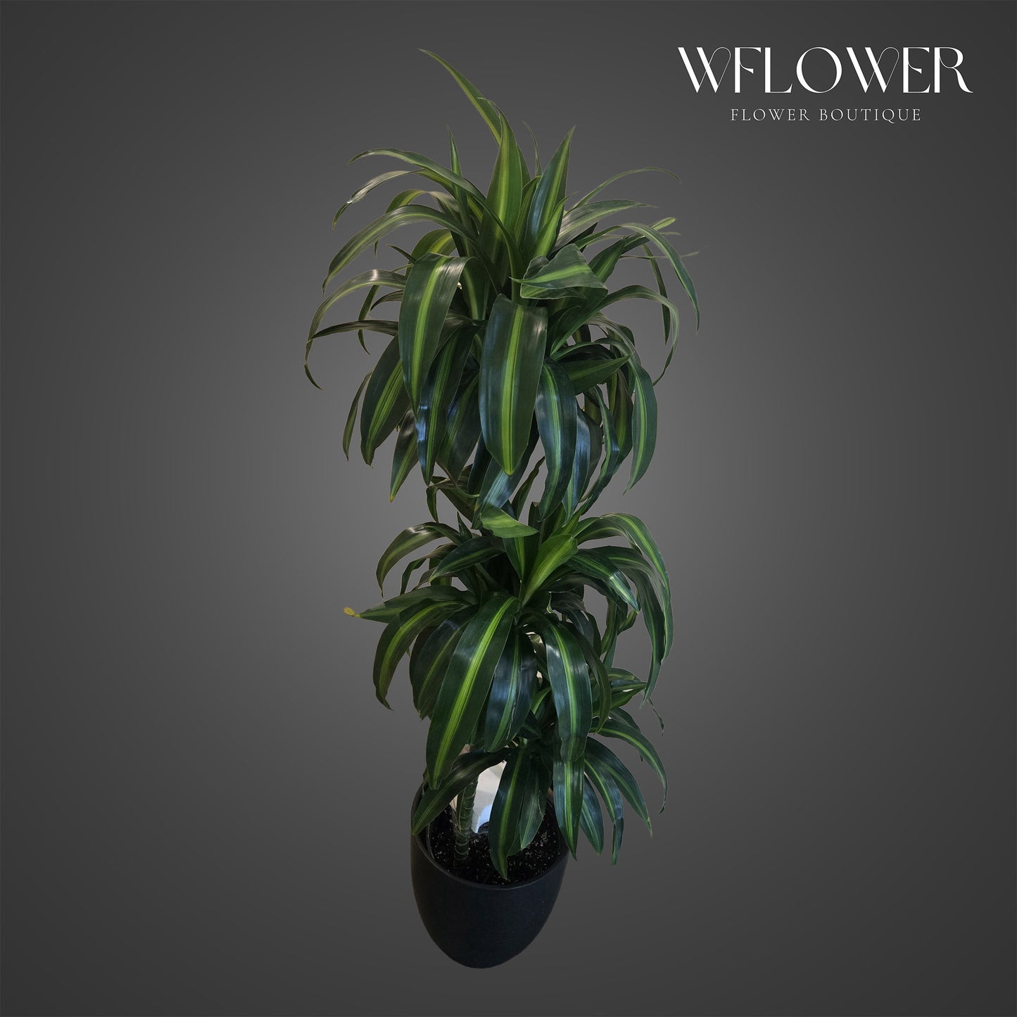 Tall dracaena floor plant with glossy green striped foliage in a black planter.