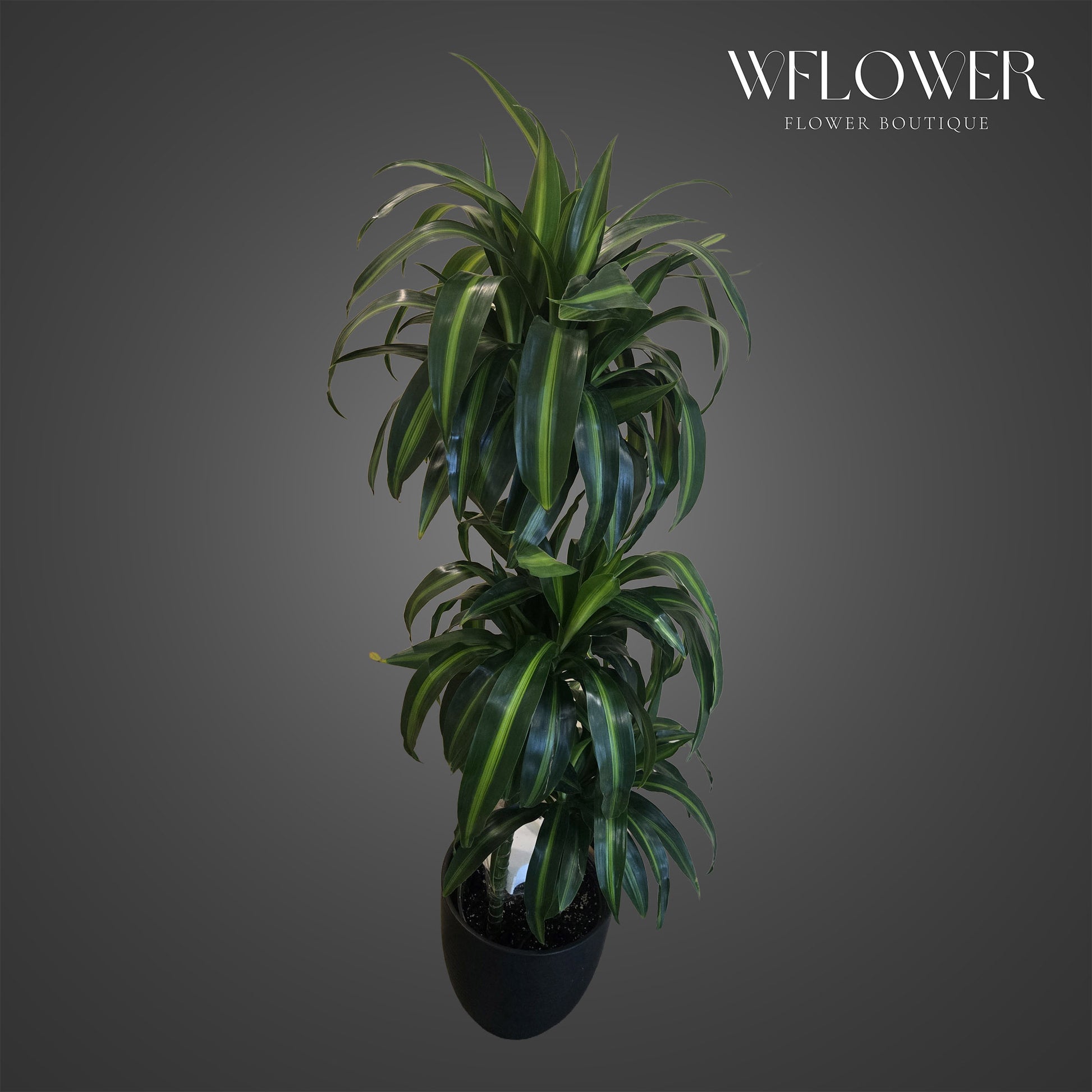 Tall dracaena floor plant with glossy green striped foliage in a black planter.