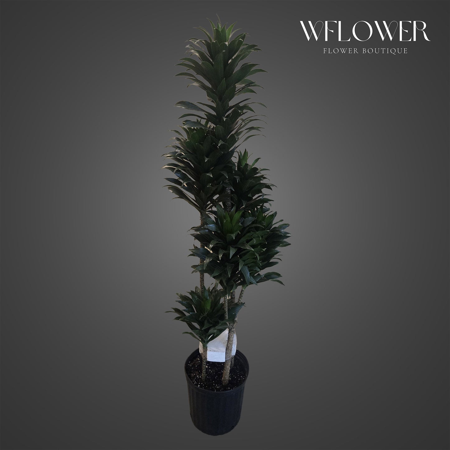 Tall dracaena compacta floor plant with dense upright foliage in a black planter.