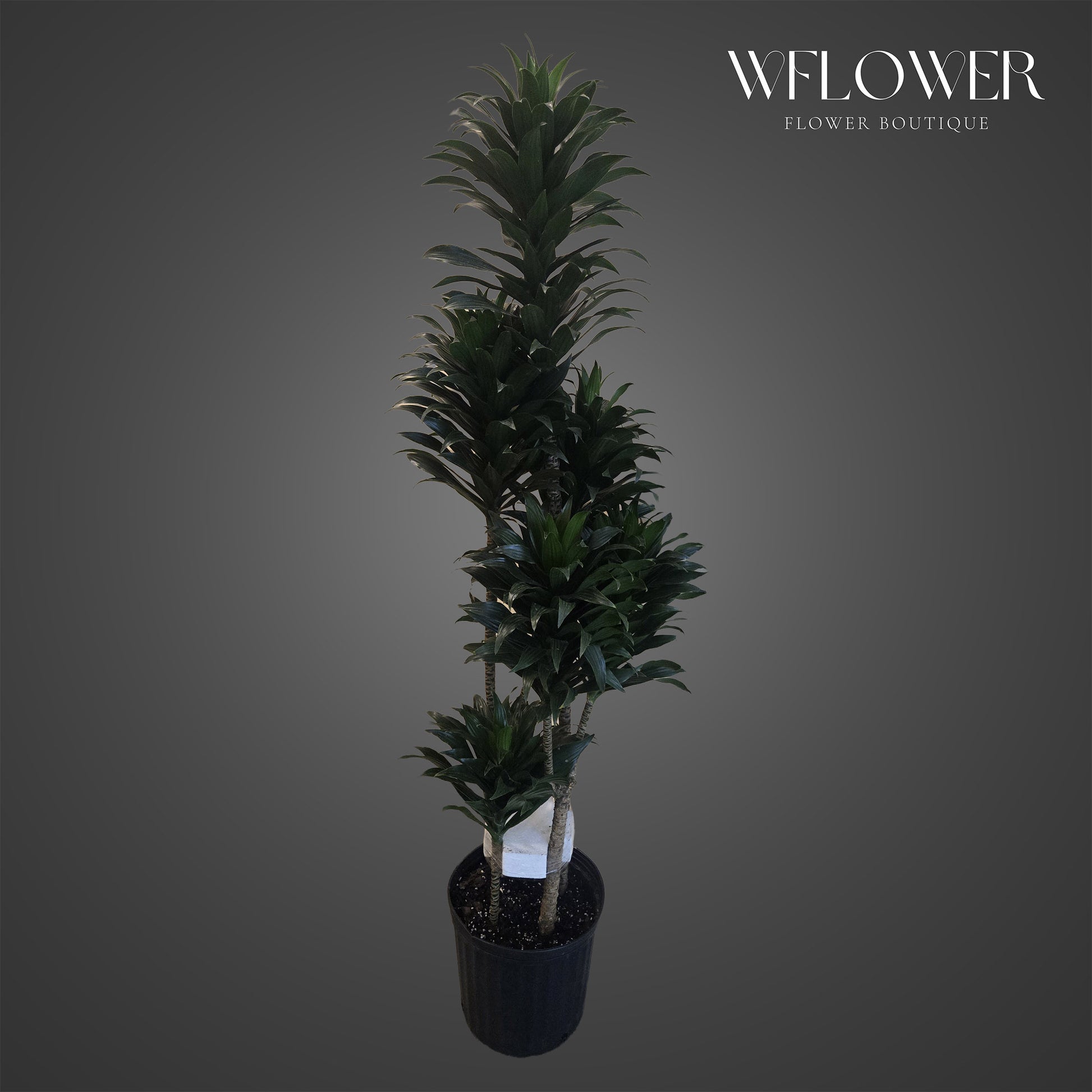 Tall dracaena compacta floor plant with dense upright foliage in a black planter.