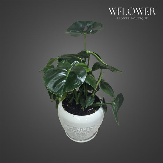 Monstera deliciosa plant with glossy split leaves in a white ceramic planter.