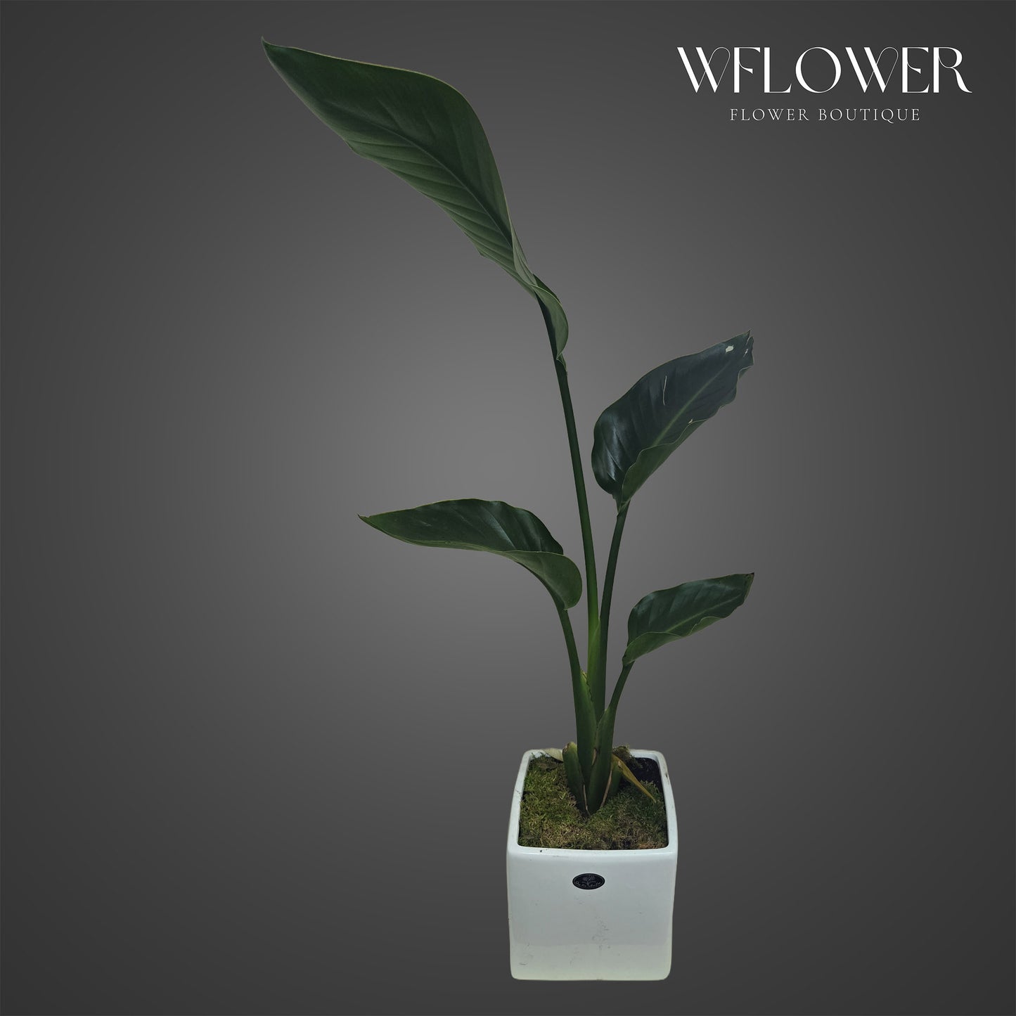 Bird of paradise plant with upright tropical leaves in a white square planter.