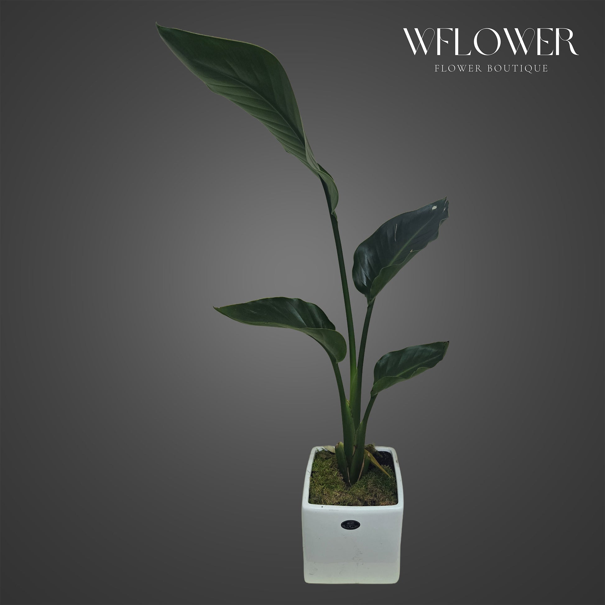 Bird of paradise plant with upright tropical leaves in a white square planter.