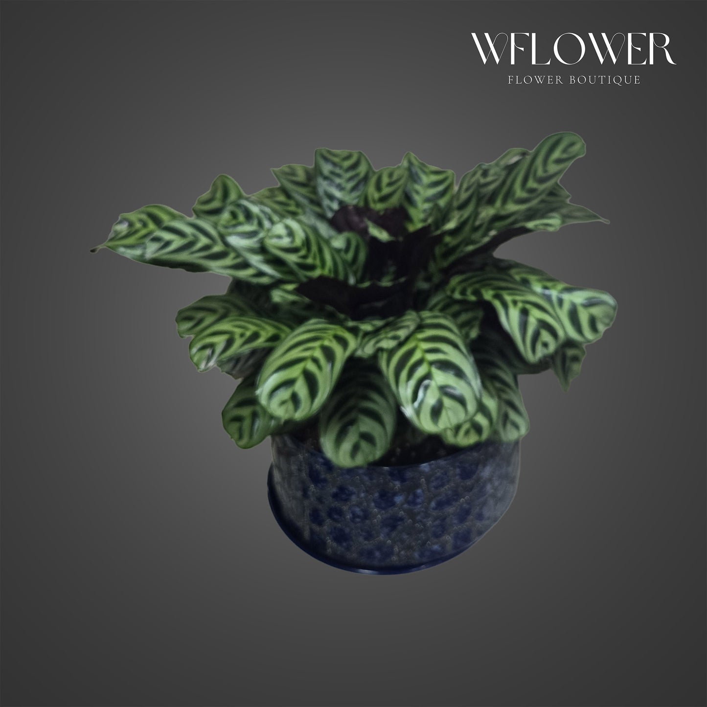 Fishbone prayer plant with patterned green leaves in a blue ceramic pot.