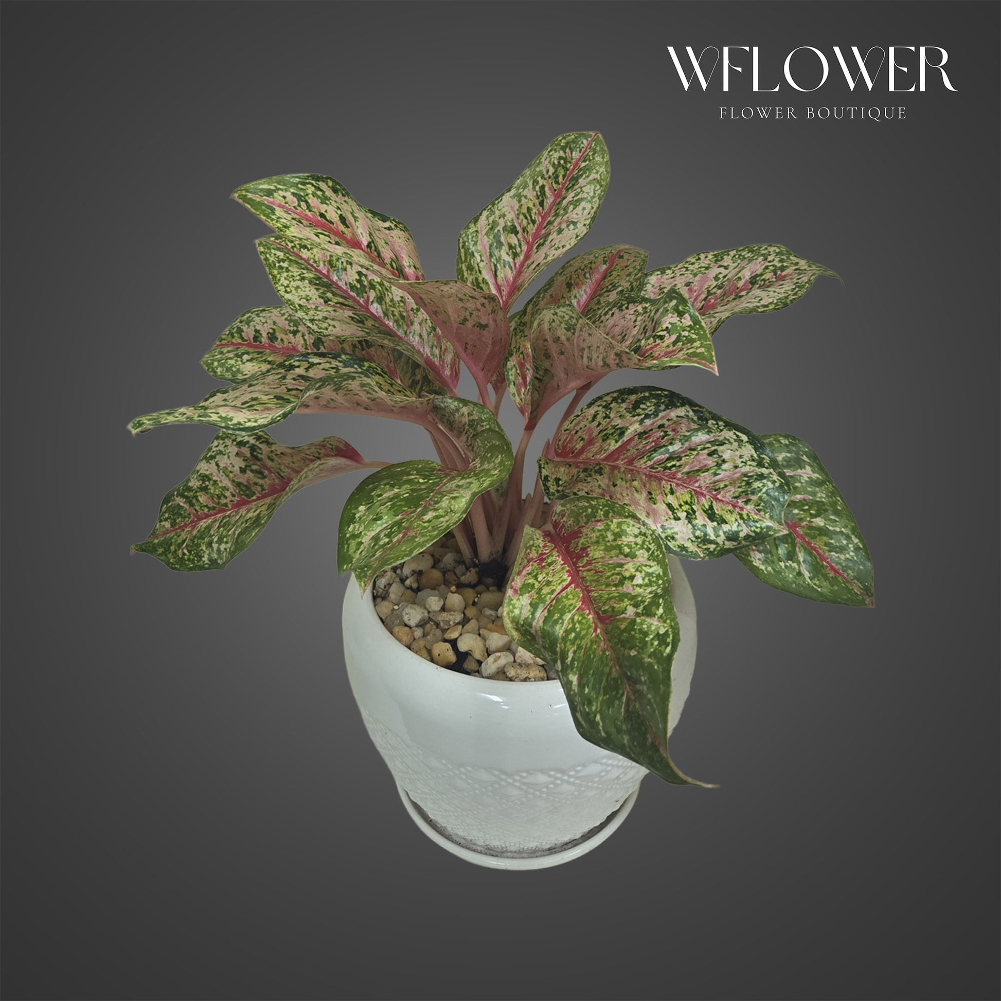 Pink aglaonema plant with variegated foliage in a white ceramic planter.